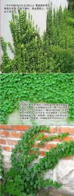 什么爬墙植物四季常青长得快？常绿的爬墙植物