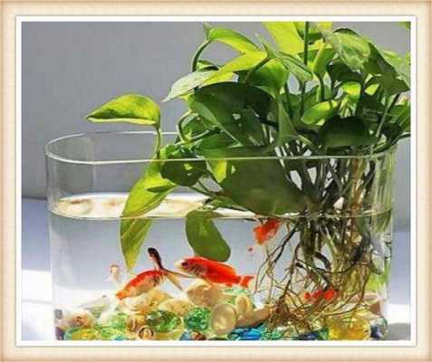 适合鱼缸的挺水植物？适合养鱼的水培植物