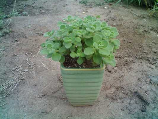 一抹香花草有毒吗？植物一抹香图片