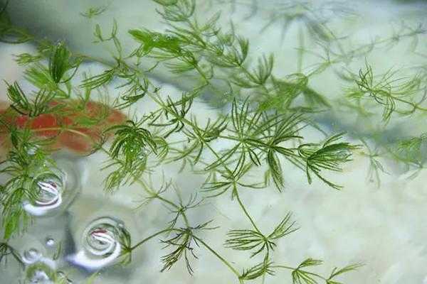金鱼藻是阴性还是阳性？金鱼藻 沉水植物