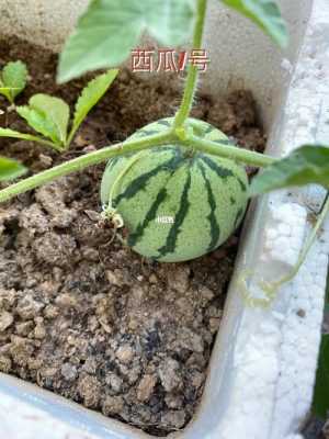 小学作文《秋天的果园》？西瓜籽自制小盆栽植物