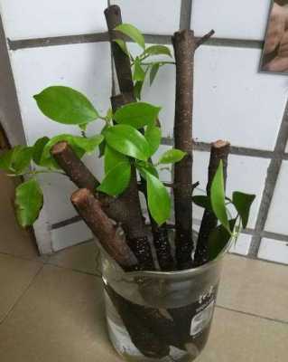 木本老根怎样栽活？木本植物生根