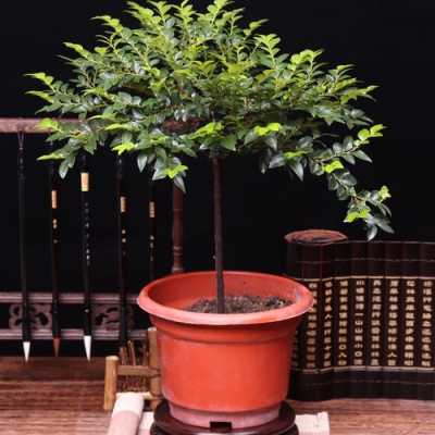 四季常青的木本植物？室内木本植物有哪些-图3