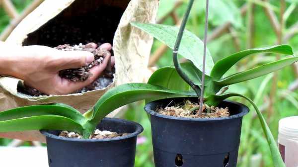 蝴蝶兰花种种植方法（蝴蝶兰花种种植方法视频）