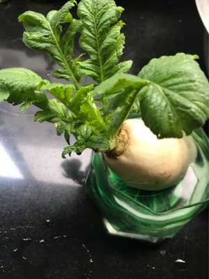 白萝卜头切下来水培后怎样种植？水培植物的生长-图2