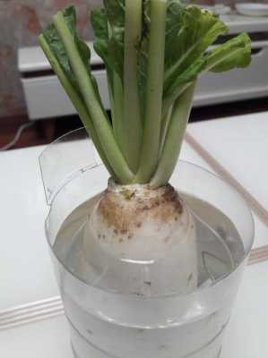 白萝卜头切下来水培后怎样种植？水培植物的生长-图1