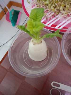 白萝卜头切下来水培后怎样种植？水培植物的生长-图3