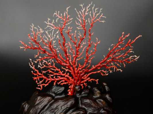 珊瑚的养殖方法？红珊瑚植物养殖方法-图1