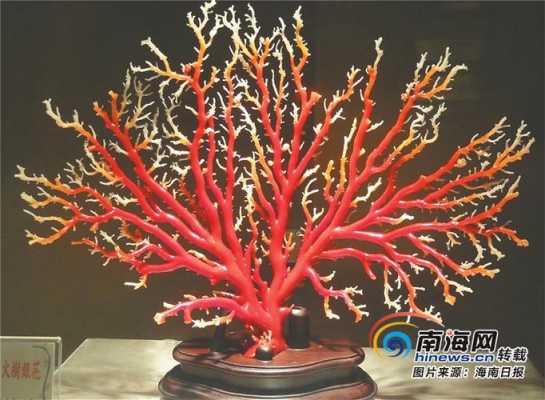 珊瑚的养殖方法？红珊瑚植物养殖方法-图3
