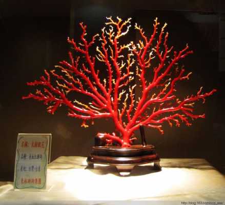 珊瑚的养殖方法？红珊瑚植物养殖方法-图2