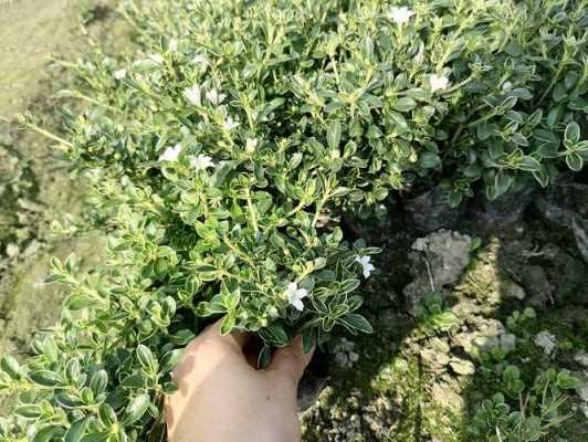 六月雪能长多大？六月雪植物的图片