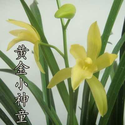 小神童兰花好养吗（黄金小神童兰花好养吗）