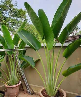 热带植物的生长条件（温度、湿度等)？家养热带植物
