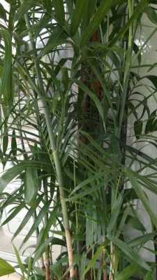 求，带“竹”字的植物名称？竹子类的植物图片