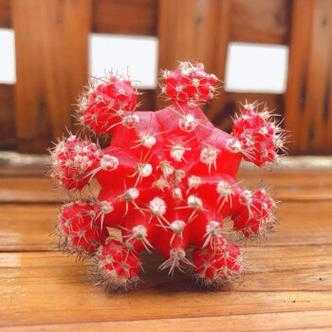 仙人球开花后结了几个小红球如何处理？植物 红球