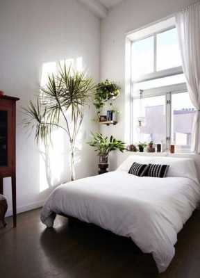 封闭的卧室适合的植物？睡房放植物