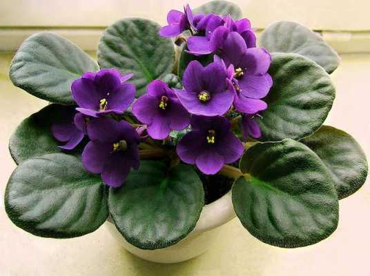 紫罗兰花的叶子是什么颜色（紫罗兰的叶子是紫色的吗）