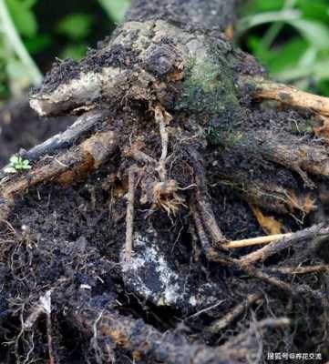 植物根部腐烂怎么处理？植物烂根处理方法