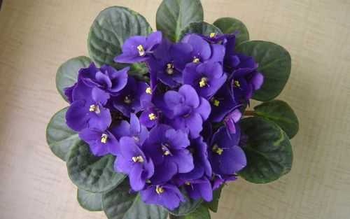 紫罗兰花期多长（紫罗兰花多久开花）-图1
