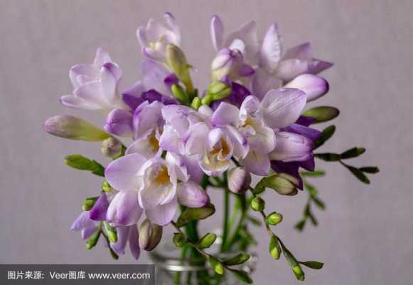 苍兰花怎么治（苍兰花期多长）