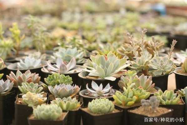 多肉植物放室内对人体有益吗？多肉植物可以放房间吗