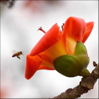 木棉花靠什么传粉?蜜蜂可以帮助木棉花传粉吗？风传植物