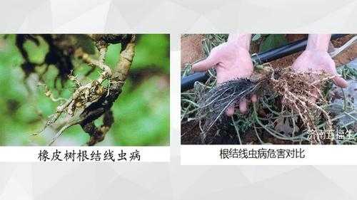 线虫病可引起植物的什么反应？植物寄生线虫对植物的危害