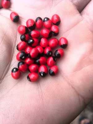 这是什么植物的种子，红色的有一点黑色的？红色有毒植物