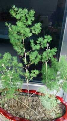 蓬莱白皮芽树又叫什么名字？植物小蓬莱-图1