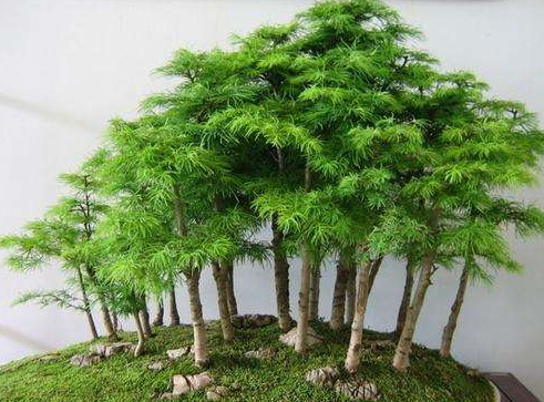蓬莱白皮芽树又叫什么名字？植物小蓬莱-图3