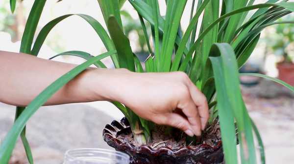 兰花冬季需要施肥吗（兰花冬天用施肥吗）