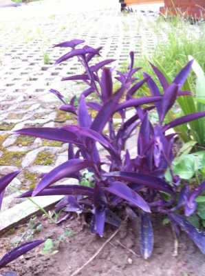 梦幻紫花花期？紫花 室内植物