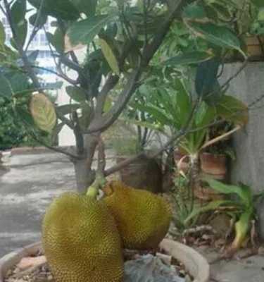 菠萝蜜树可以种在家门口吗？凤梨植物风水-图2