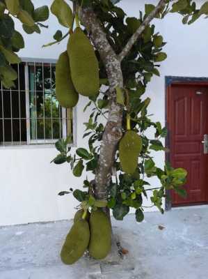 菠萝蜜树可以种在家门口吗？凤梨植物风水-图3