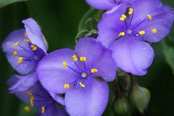 紫罗兰花语（紫色紫罗兰花语）-图1