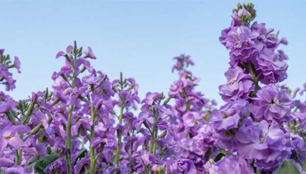 紫罗兰花语（紫色紫罗兰花语）-图3