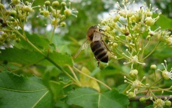 一箱蜜蜂需要多大面积的蜜源植物？蜜源植物面积