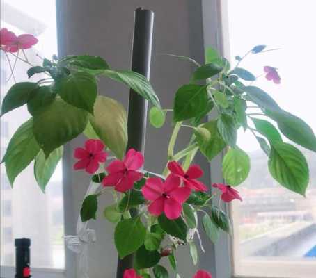 玻璃翠是什么？植物花卉玻璃翠-图2