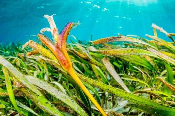 海草是唯一能在海里开花的植物海里的植物花