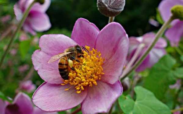 养蜂种什么花蜜源最好？怎样种植蜜源植物-图3