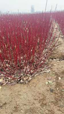 红树枝是什么品种？红瑞木植物