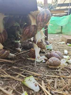 冬天如何给养在家外面的白玉蜗牛保暖(有没有最简单的办法)？白玉植物怎么养-图2