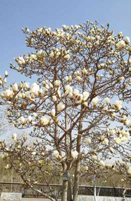 在家里栽玉兰花好不好（家里种玉兰花吉利吗）