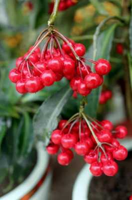 结红色果实的植物叫什么？红色果实植物名称-图1
