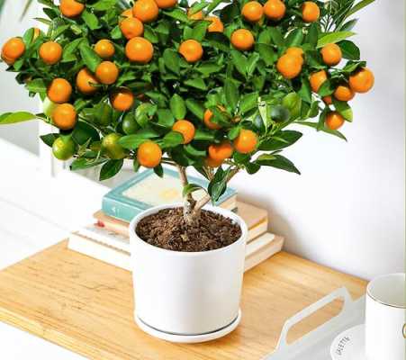 橘子花怎么养家庭养法？橘子怎么种植物