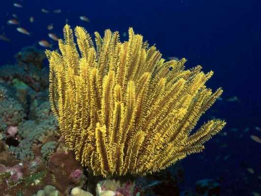 海底植物的特点描述4种？海底特色植物特点