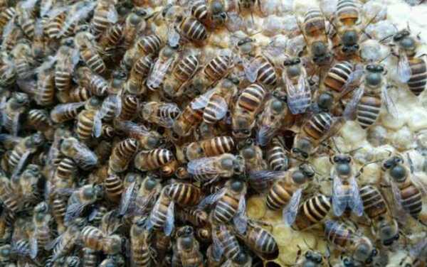 耐热最好的中蜂品种？华南 蜜粉植物