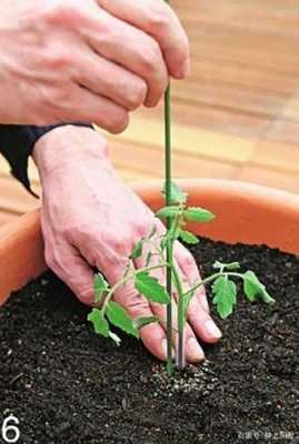 移栽缓苗的正确方法？植物缓苗期根部修复-图1