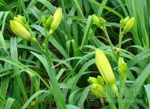 麦冬和黄花菜的叶区别？干黄花植物图片