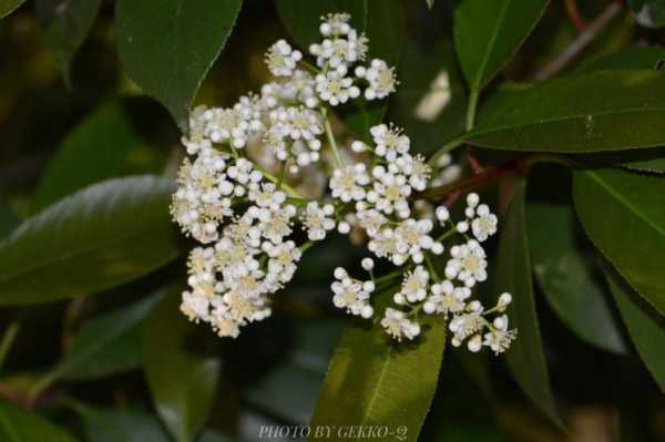 石兰花是什么（石兰花是什么味的）